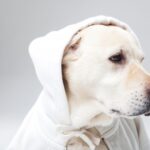 愛犬の行動の意味を理解しよう：犬が伝えるメッセージとは