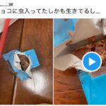 チロルチョコ「虫混入」騒動で販売元が声明発表「誤認や保管状況の影響か」
